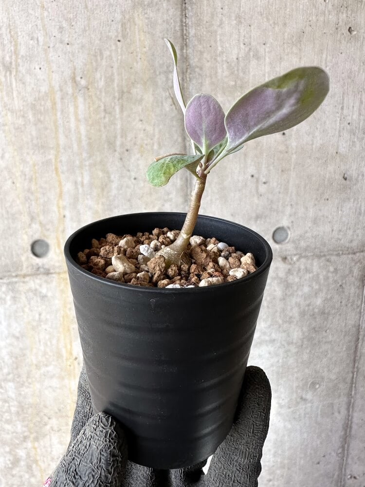 【現品限り】オトンナ・トリプリネルビア【Q4】 Othonna triplinervia