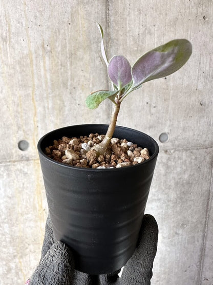 【現品限り】オトンナ・トリプリネルビア【Q4】 Othonna triplinervia