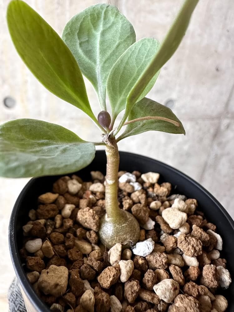 【現品限り】オトンナ・トリプリネルビア【Q4】 Othonna triplinervia