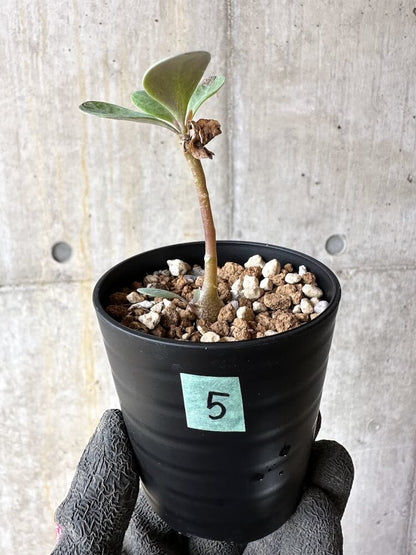 【現品限り】オトンナ・トリプリネルビア【Q5】 Othonna triplinervia