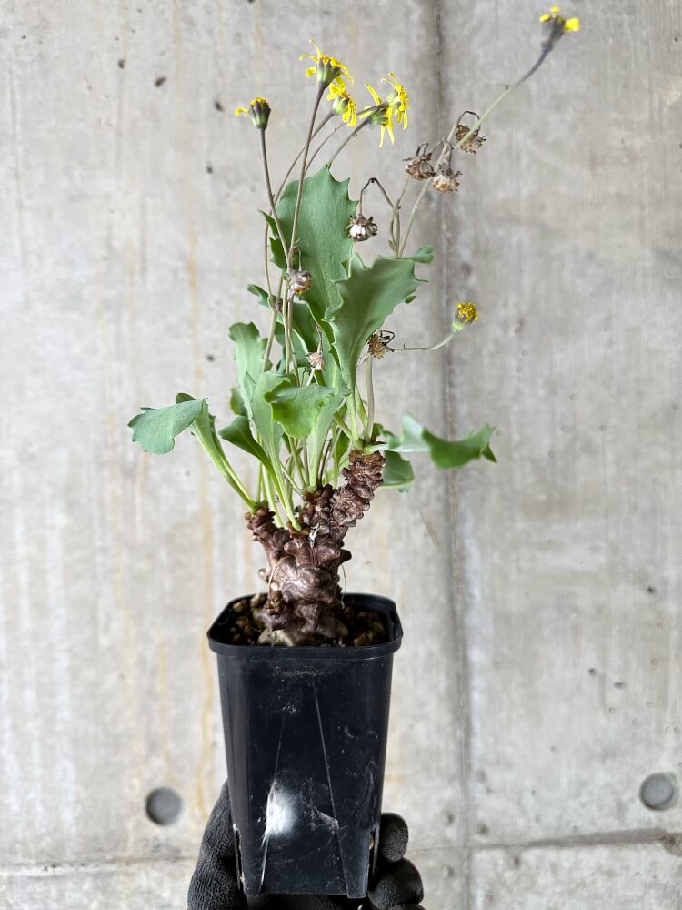 【現品限り】オトンナ・ヘレー 蛮鬼塔【Q50】 Othonna herrei