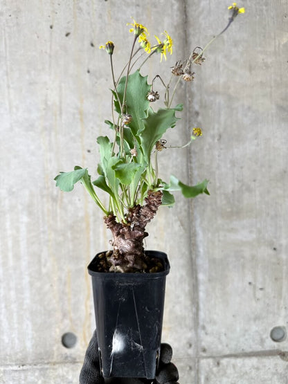 【現品限り】オトンナ・ヘレー 蛮鬼塔【Q50】 Othonna herrei