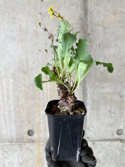 【現品限り】オトンナ・ヘレー 蛮鬼塔【Q50】 Othonna herrei