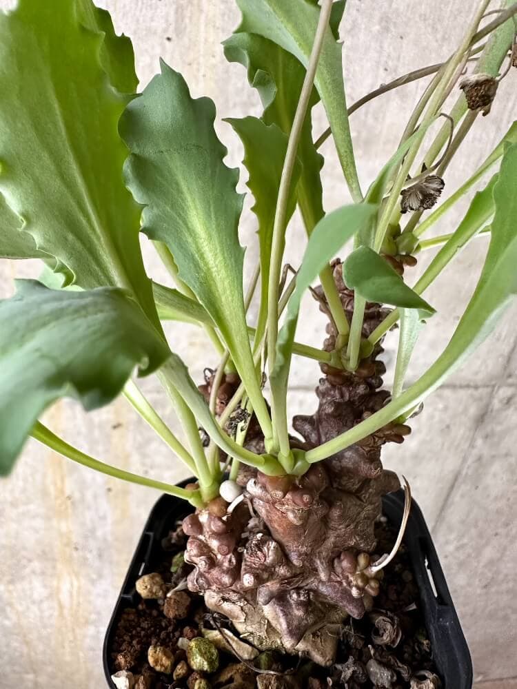 【現品限り】オトンナ・ヘレー 蛮鬼塔【Q50】 Othonna herrei