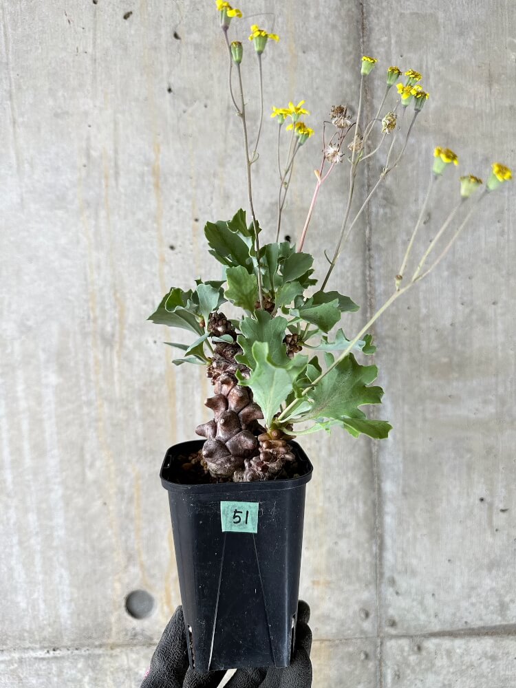 【現品限り】オトンナ・ヘレー 蛮鬼塔【Q51】 Othonna herrei