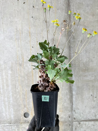 【現品限り】オトンナ・ヘレー 蛮鬼塔【Q51】 Othonna herrei