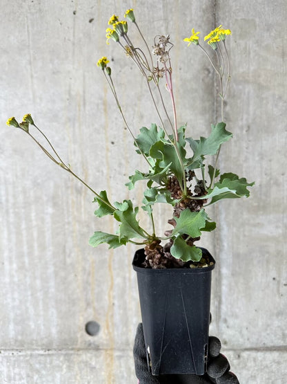 【現品限り】オトンナ・ヘレー 蛮鬼塔【Q51】 Othonna herrei