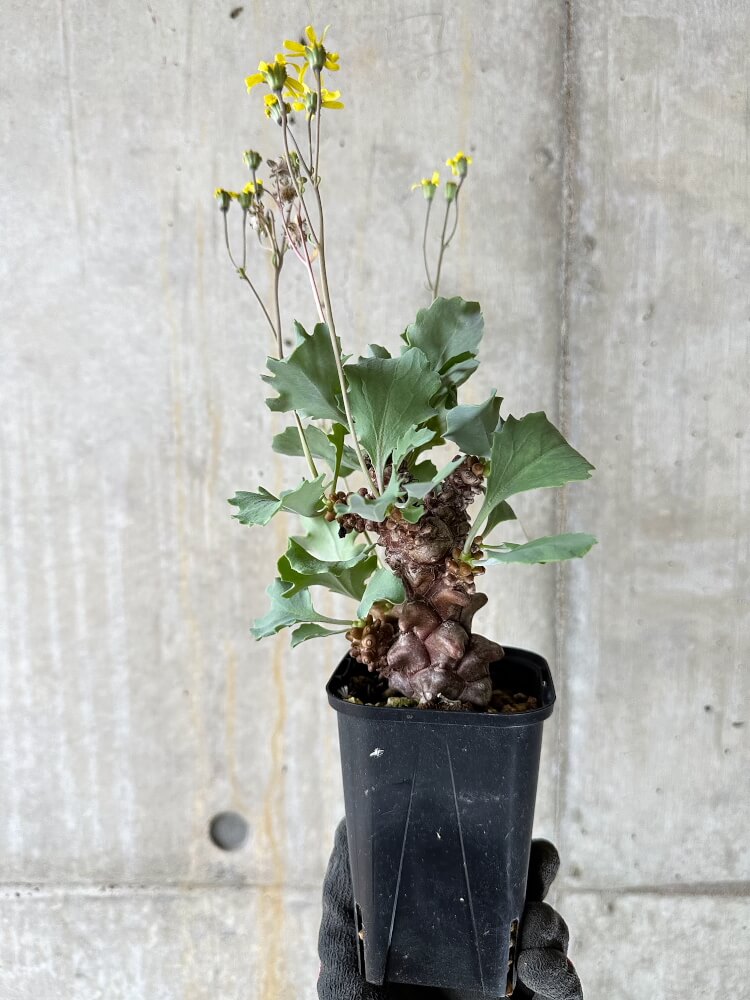 【現品限り】オトンナ・ヘレー 蛮鬼塔【Q51】 Othonna herrei