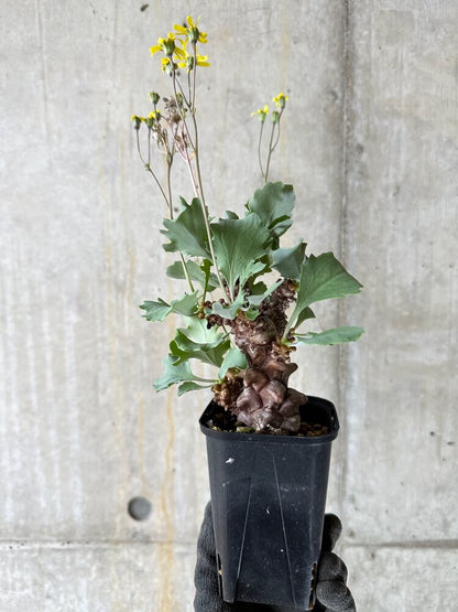 【現品限り】オトンナ・ヘレー 蛮鬼塔【Q51】 Othonna herrei