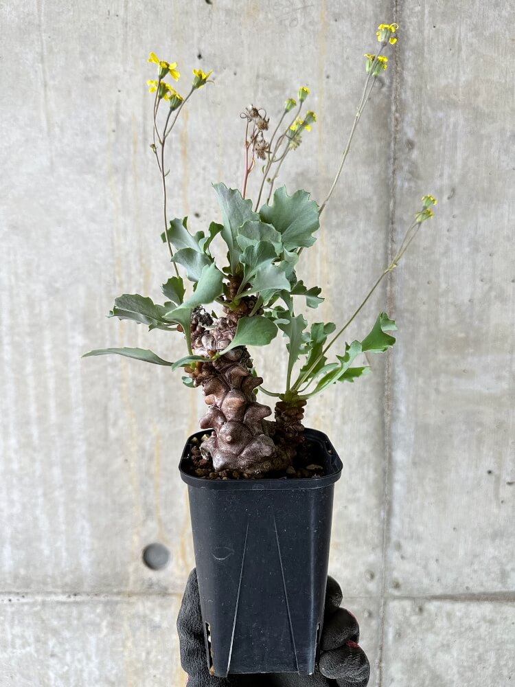 【現品限り】オトンナ・ヘレー 蛮鬼塔【Q51】 Othonna herrei