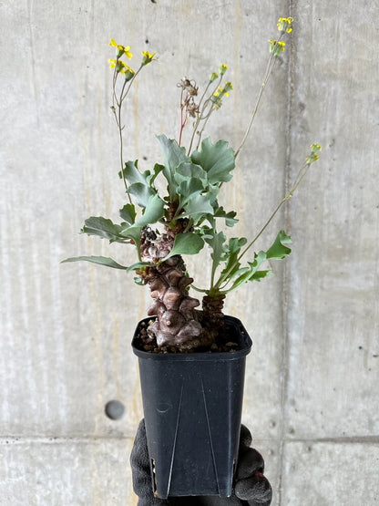 【現品限り】オトンナ・ヘレー 蛮鬼塔【Q51】 Othonna herrei