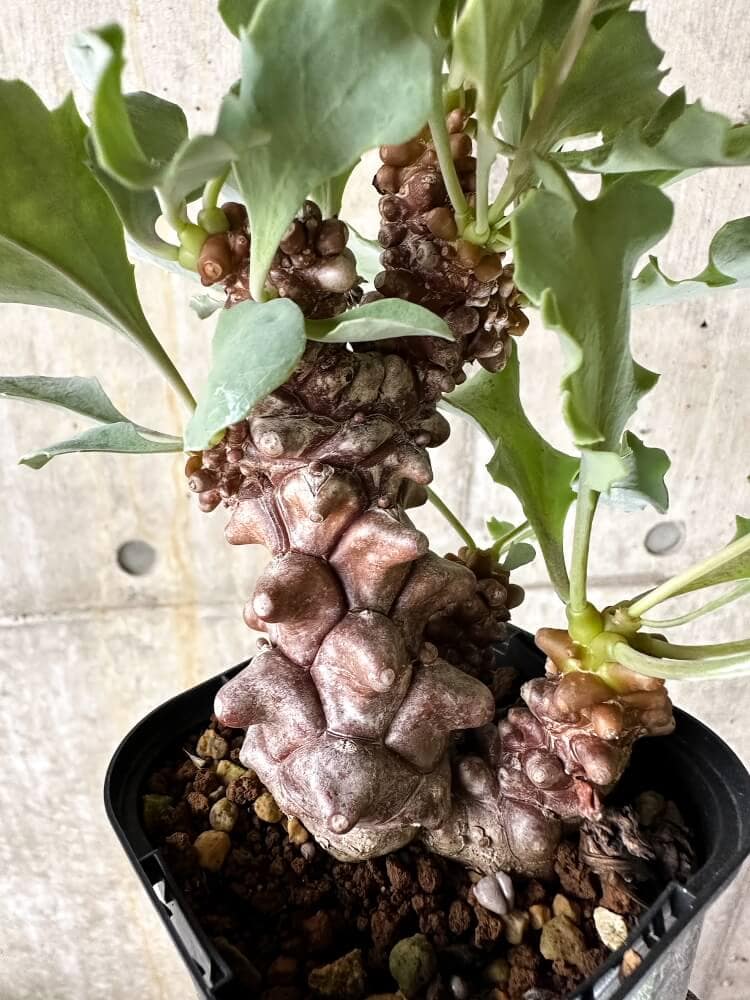 【現品限り】オトンナ・ヘレー 蛮鬼塔【Q51】 Othonna herrei