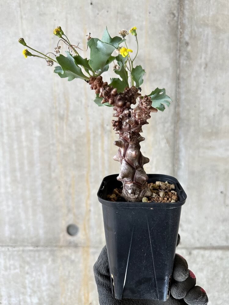 【現品限り】オトンナ・ヘレー 蛮鬼塔【Q52】 Othonna herrei