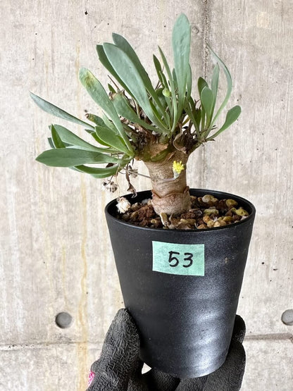 【現品限り】オトンナ・ユーフォルビオイデス【Q53】 Othonna euphorbioides