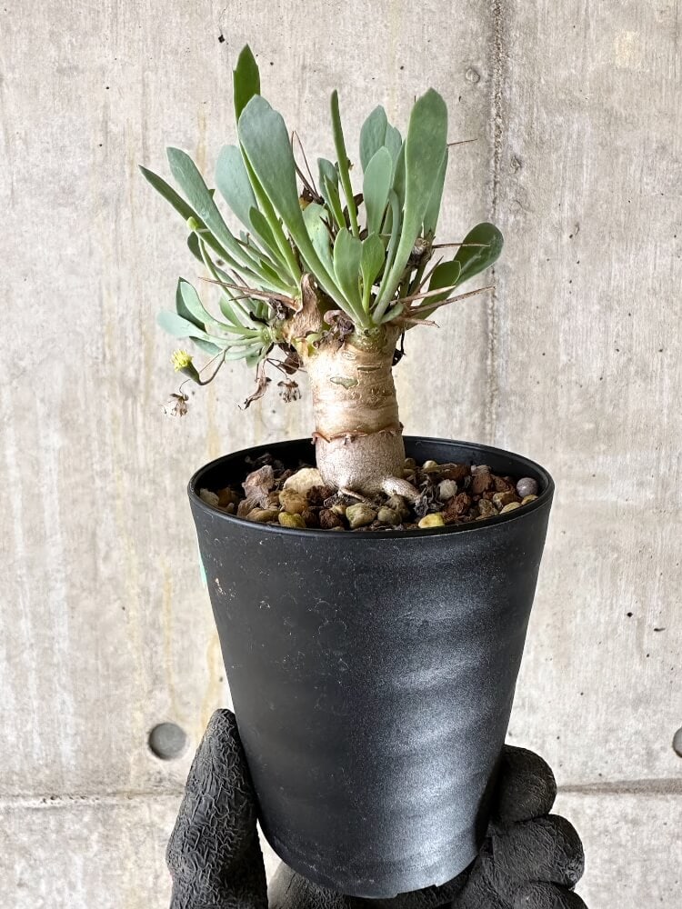 【現品限り】オトンナ・ユーフォルビオイデス【Q53】 Othonna euphorbioides