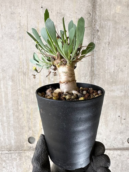 【現品限り】オトンナ・ユーフォルビオイデス【Q53】 Othonna euphorbioides