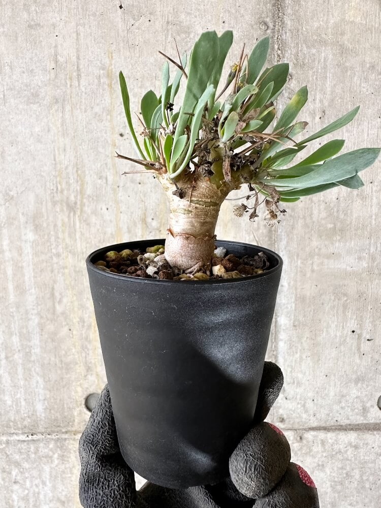 【現品限り】オトンナ・ユーフォルビオイデス【Q53】 Othonna euphorbioides