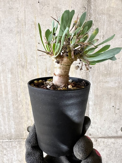 【現品限り】オトンナ・ユーフォルビオイデス【Q53】 Othonna euphorbioides