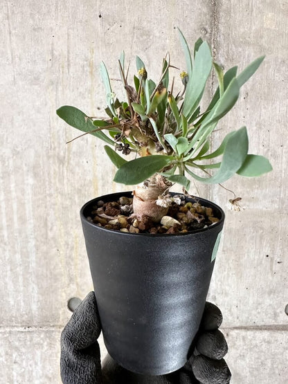 【現品限り】オトンナ・ユーフォルビオイデス【Q53】 Othonna euphorbioides