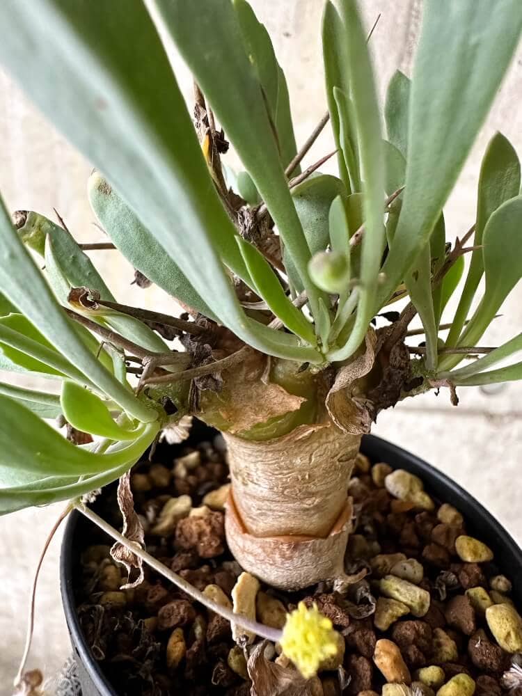 【現品限り】オトンナ・ユーフォルビオイデス【Q53】 Othonna euphorbioides