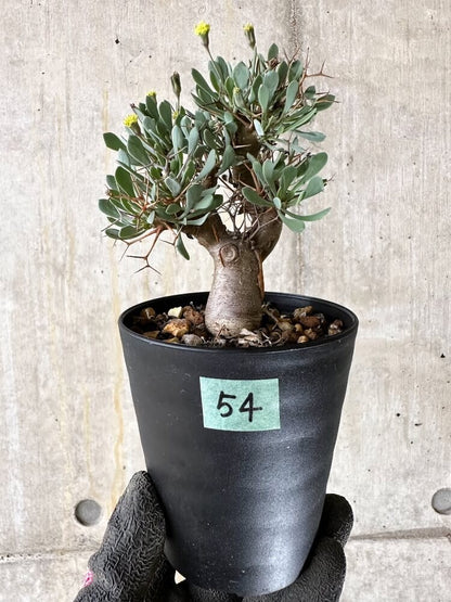 【現品限り】オトンナ・ユーフォルビオイデス【Q54】 Othonna euphorbioides