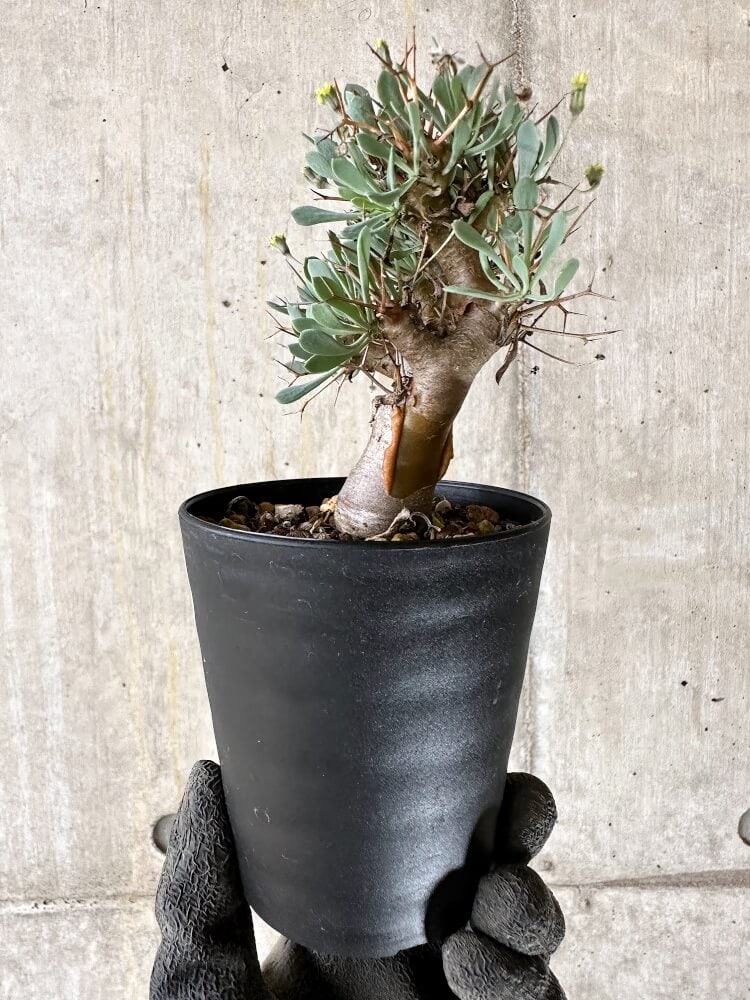 【現品限り】オトンナ・ユーフォルビオイデス【Q54】 Othonna euphorbioides