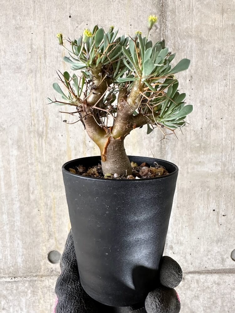 【現品限り】オトンナ・ユーフォルビオイデス【Q54】 Othonna euphorbioides