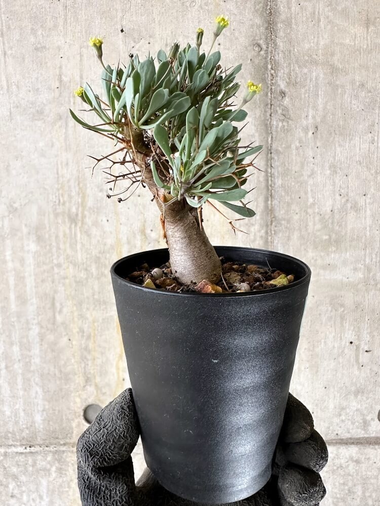 【現品限り】オトンナ・ユーフォルビオイデス【Q54】 Othonna euphorbioides