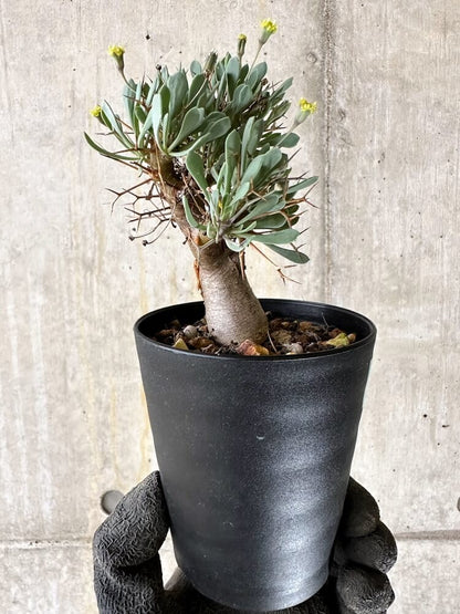 【現品限り】オトンナ・ユーフォルビオイデス【Q54】 Othonna euphorbioides