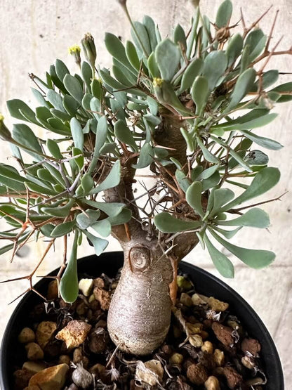 【現品限り】オトンナ・ユーフォルビオイデス【Q54】 Othonna euphorbioides