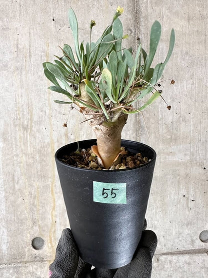 【現品限り】オトンナ・ユーフォルビオイデス【Q55】 Othonna euphorbioides