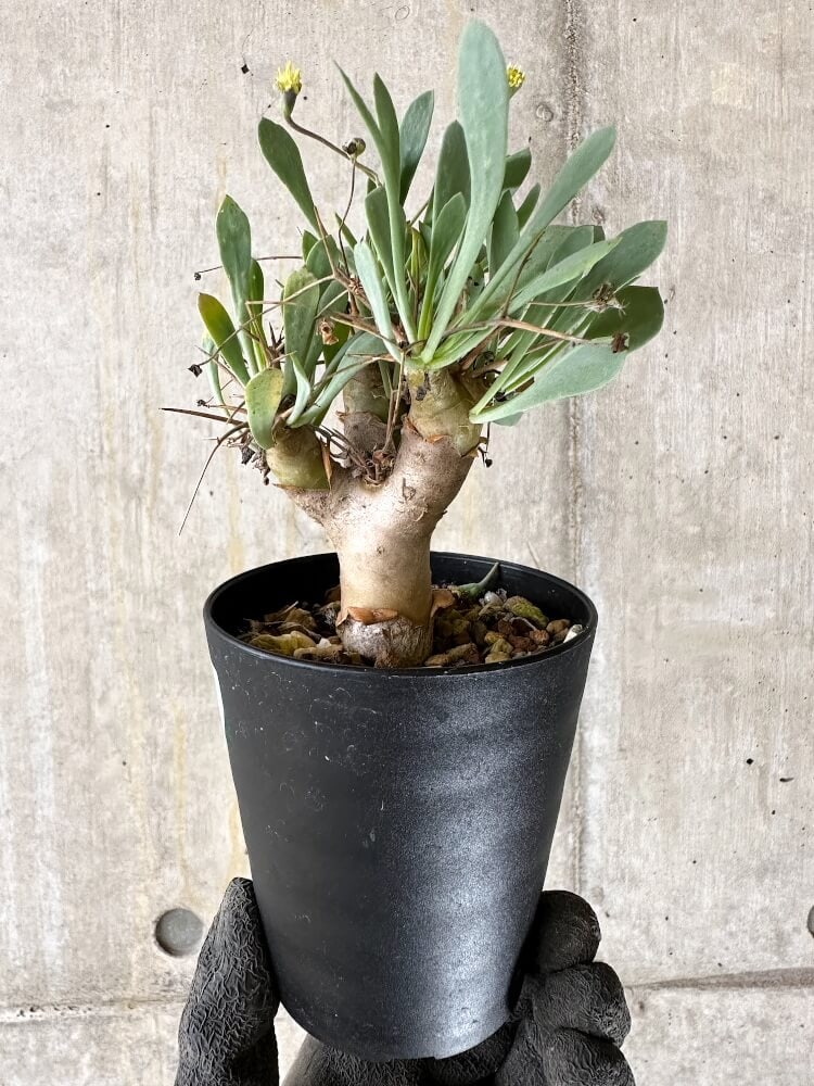 【現品限り】オトンナ・ユーフォルビオイデス【Q55】 Othonna euphorbioides