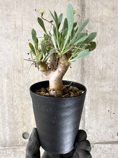 【現品限り】オトンナ・ユーフォルビオイデス【Q55】 Othonna euphorbioides