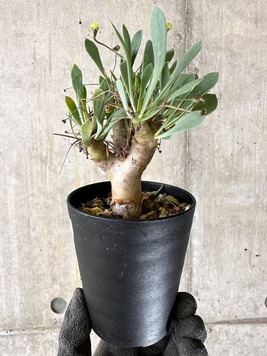 【現品限り】オトンナ・ユーフォルビオイデス【Q55】 Othonna euphorbioides