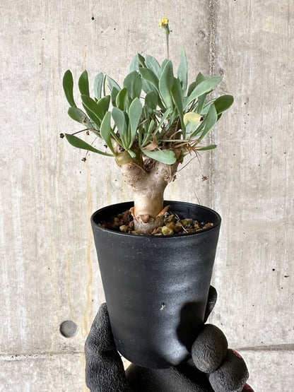 【現品限り】オトンナ・ユーフォルビオイデス【Q55】 Othonna euphorbioides