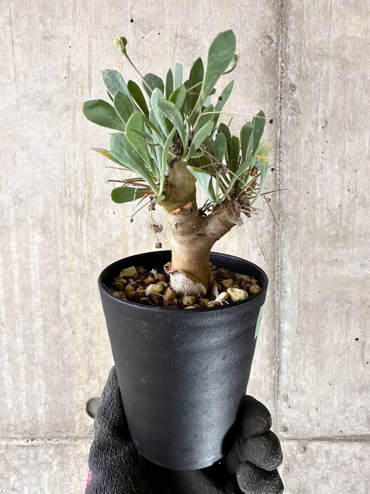 【現品限り】オトンナ・ユーフォルビオイデス【Q55】 Othonna euphorbioides