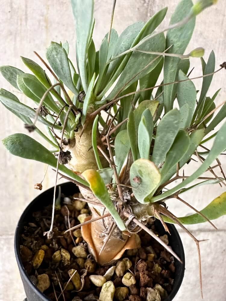 【現品限り】オトンナ・ユーフォルビオイデス【Q55】 Othonna euphorbioides