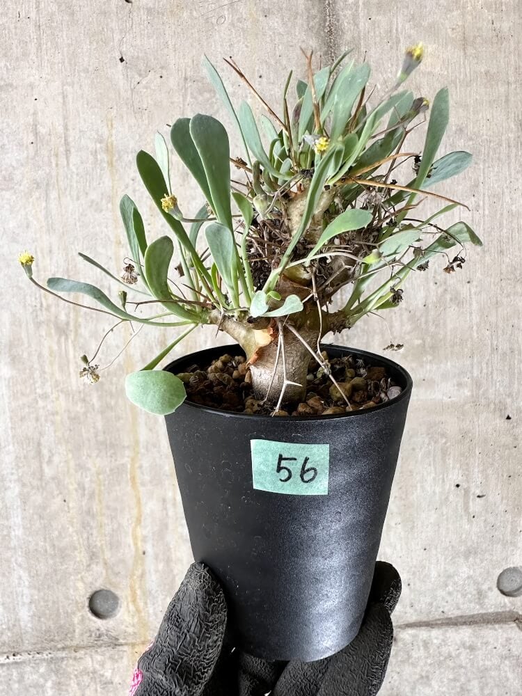 【現品限り】オトンナ・ユーフォルビオイデス【Q56】 Othonna euphorbioides