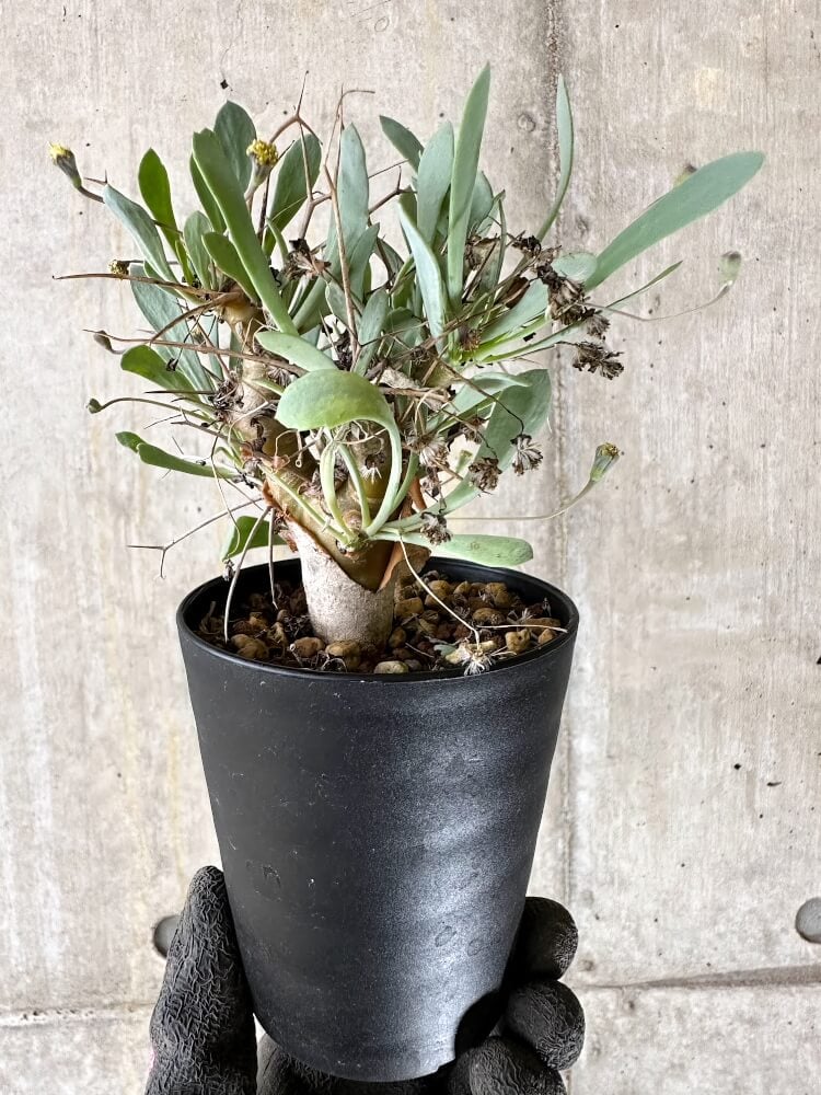【現品限り】オトンナ・ユーフォルビオイデス【Q56】 Othonna euphorbioides