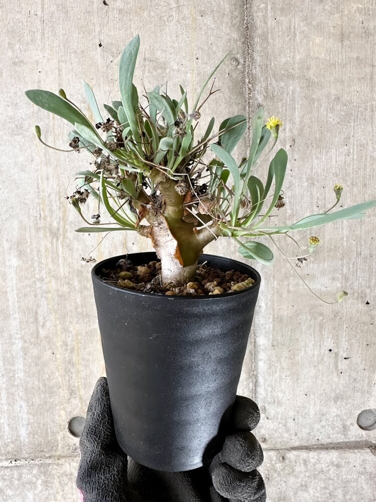 【現品限り】オトンナ・ユーフォルビオイデス【Q56】 Othonna euphorbioides