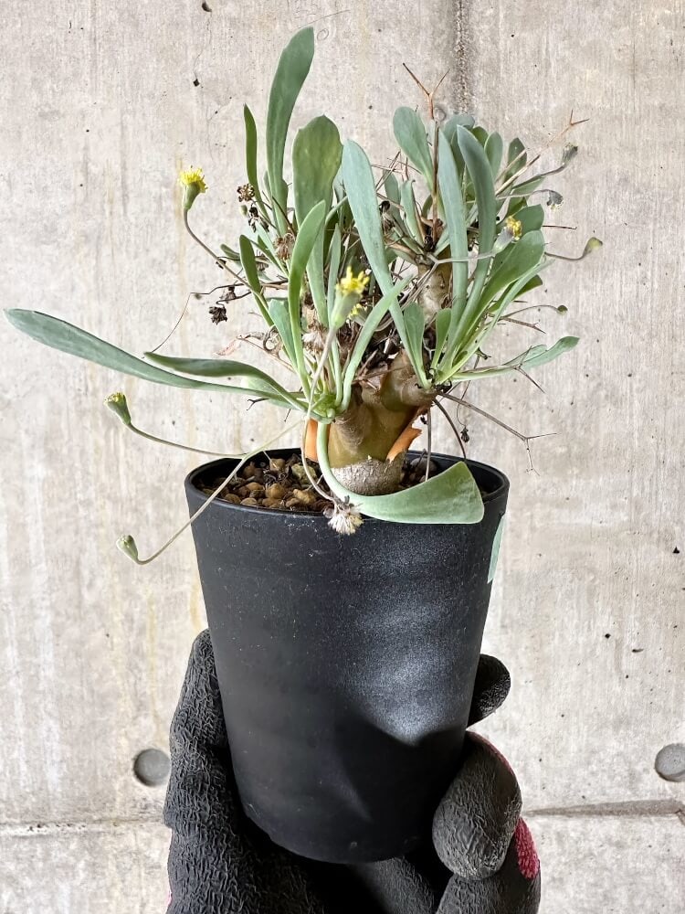 【現品限り】オトンナ・ユーフォルビオイデス【Q56】 Othonna euphorbioides
