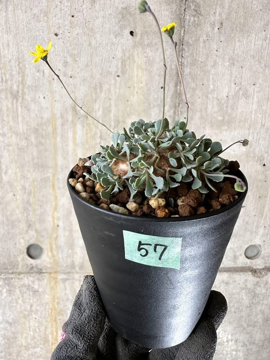 【現品限り】オトンナ・カカリオイデス【Q57】 Othonna cacalioides