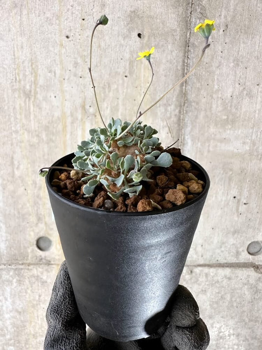 【現品限り】オトンナ・カカリオイデス【Q57】 Othonna cacalioides