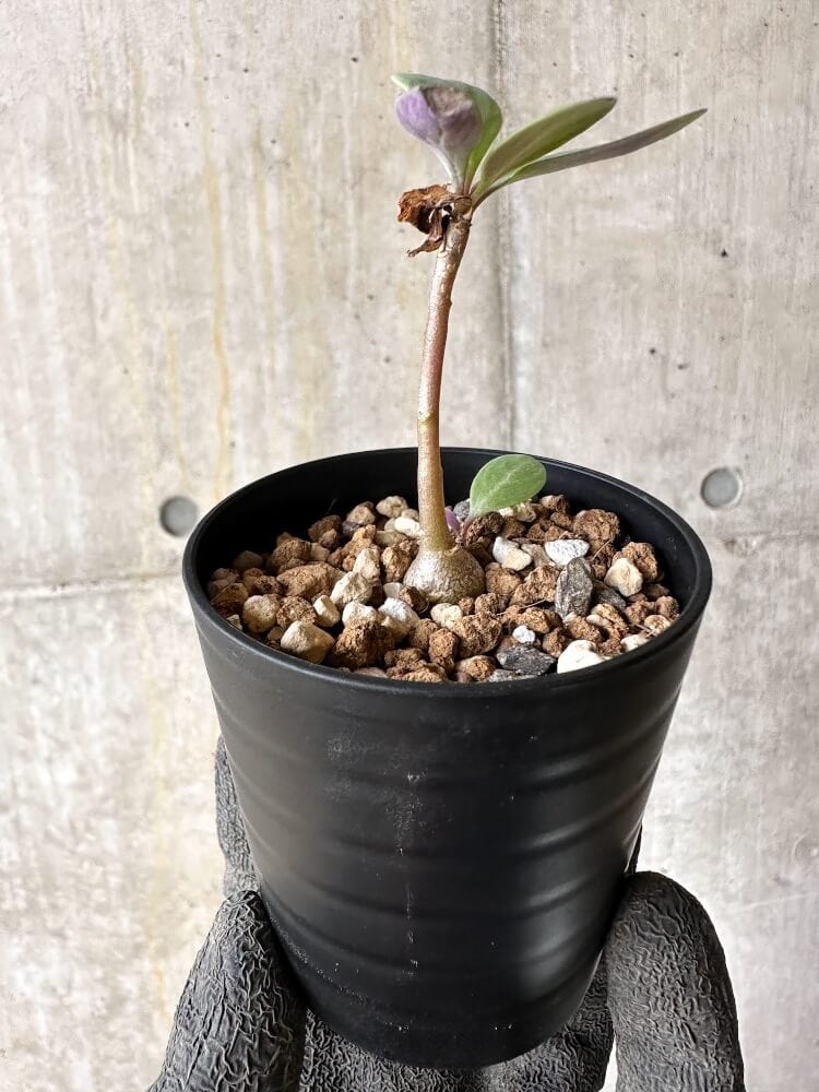 【現品限り】オトンナ・トリプリネルビア【Q5】 Othonna triplinervia