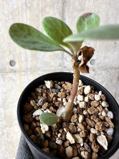 【現品限り】オトンナ・トリプリネルビア【Q5】 Othonna triplinervia