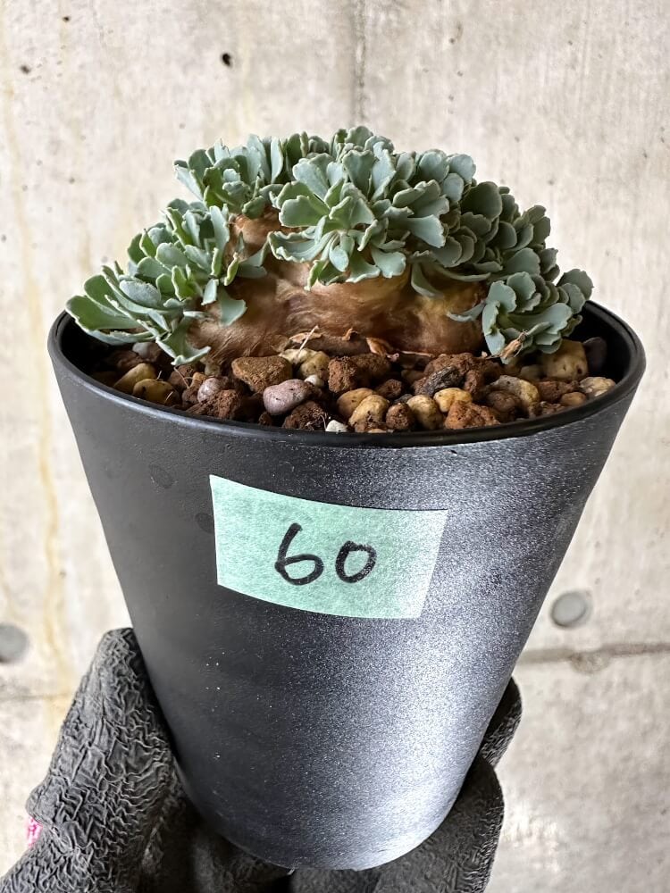 【現品限り】オトンナ・カカリオイデス【Q60】 Othonna cacalioides