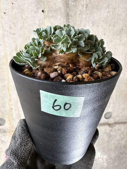 【現品限り】オトンナ・カカリオイデス【Q60】 Othonna cacalioides