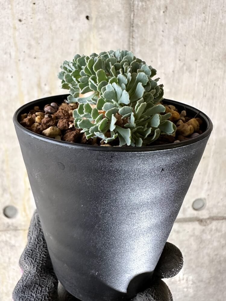 【現品限り】オトンナ・カカリオイデス【Q60】 Othonna cacalioides