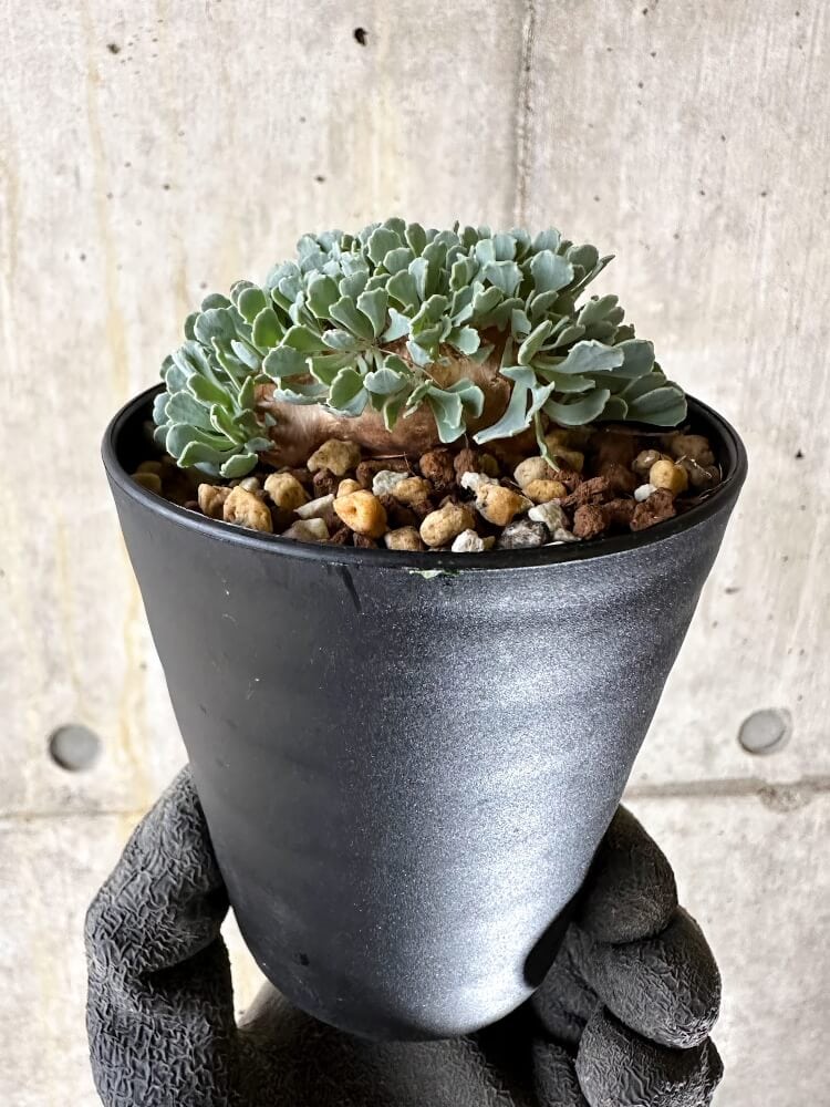 【現品限り】オトンナ・カカリオイデス【Q60】 Othonna cacalioides