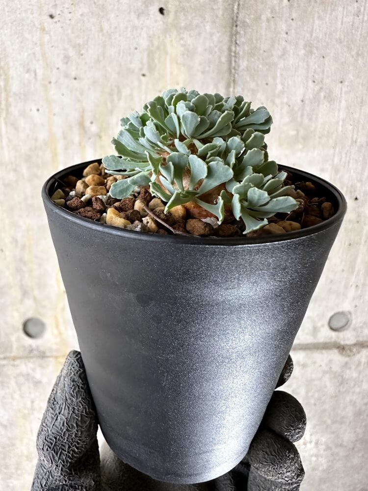 【現品限り】オトンナ・カカリオイデス【Q60】 Othonna cacalioides